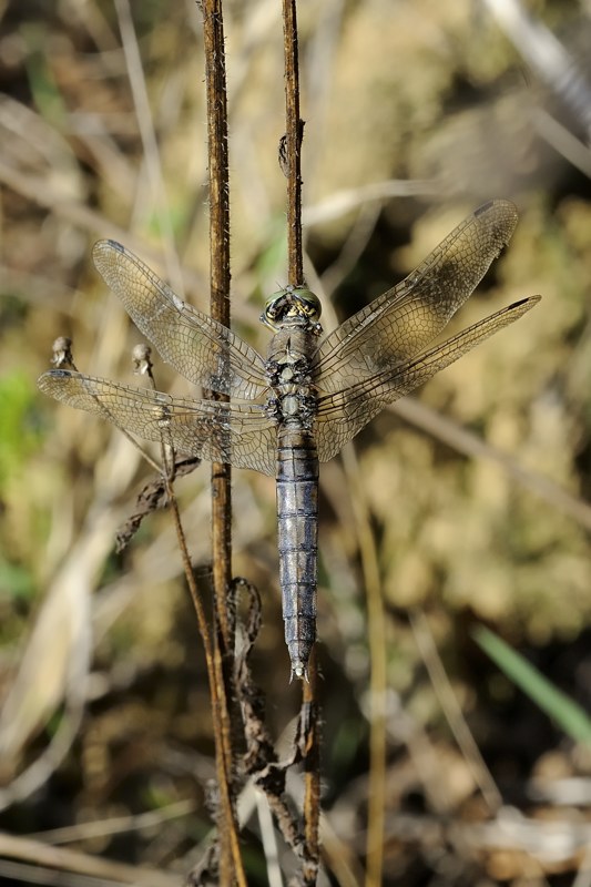Orthetrum cancellatum?